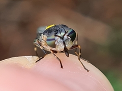 Odontomyia hunteri