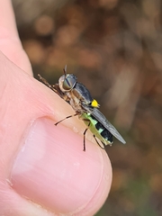 Odontomyia hunteri