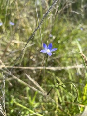 Wahlenbergia stricta