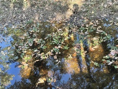 Ludwigia peploides glabrescens