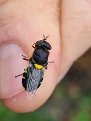 Odontomyia hunteri