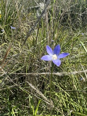 Wahlenbergia stricta