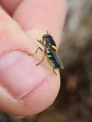 Odontomyia hunteri