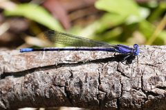Argia extranea