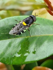 Odontomyia hunteri