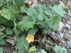 Abutilon parvulum