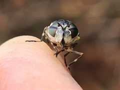 Odontomyia hunteri