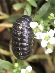 Armadillidium vulgare