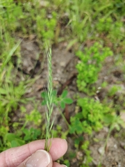 Festuca myuros
