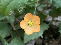 Abutilon parvulum