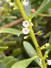 Myoporum insulare