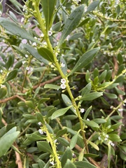 Myoporum insulare