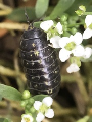 Armadillidium vulgare