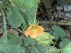 Abutilon parvulum