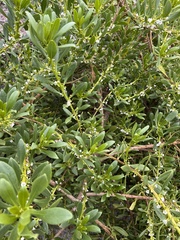 Myoporum insulare