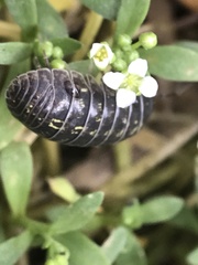 Armadillidium vulgare