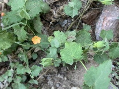 Abutilon parvulum