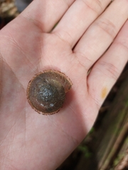 Plectotropis mackensii