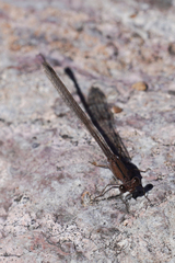 Argia tonto
