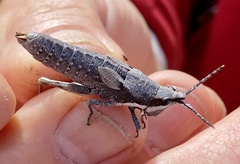 Monistria discrepans