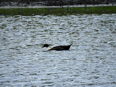 Anas platyrhynchos × Cairina moschata