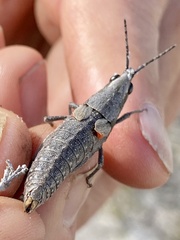 Monistria discrepans