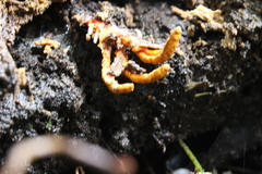 Cordyceps