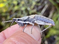 Monistria discrepans