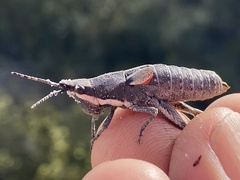 Monistria discrepans