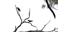 Coracina novaehollandiae