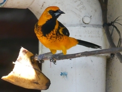 Icterus pectoralis