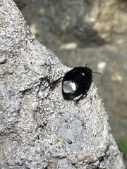 Pangaeus
