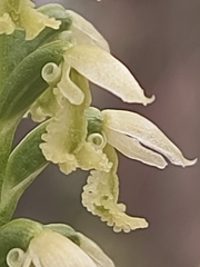 Microtis alba