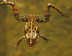 Pelophylax