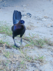 Quiscalus major westoni