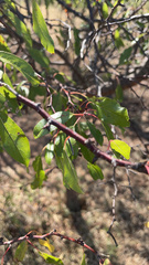 Prunus angustifolia