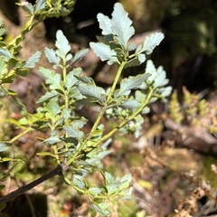 Phyllocladus alpinus