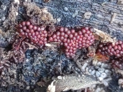 Metatrichia vesparium