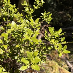 Phyllocladus alpinus