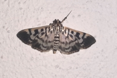 Spilomela