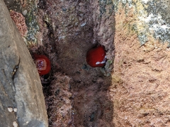 Actinia mediterranea