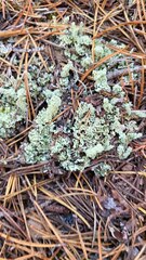 Cladonia bellidiflora