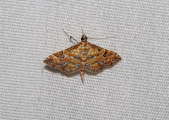 Ommatospila narcaeusalis