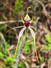 Caladenia atrovespa