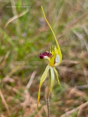 Caladenia atrovespa