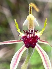 Caladenia atrovespa