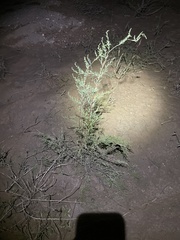 Tamarix chinensis
