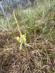 Caladenia atrovespa