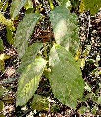Cephalanthus occidentalis