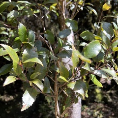 Pterophylla racemosa